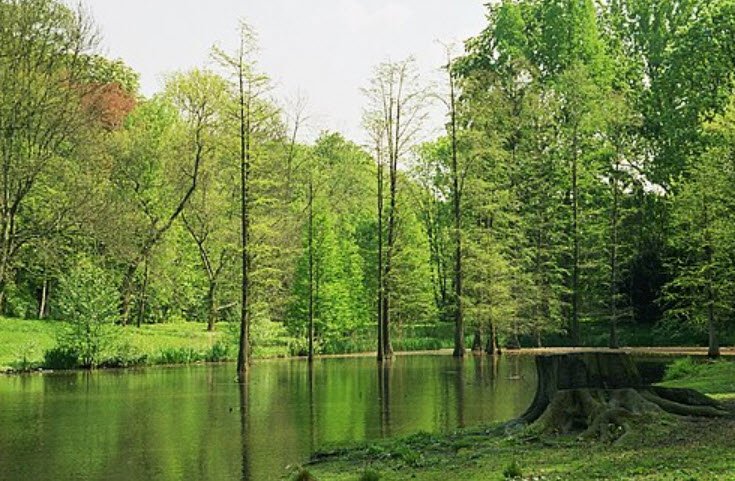 Rombergpark Botanical Garden, Germany